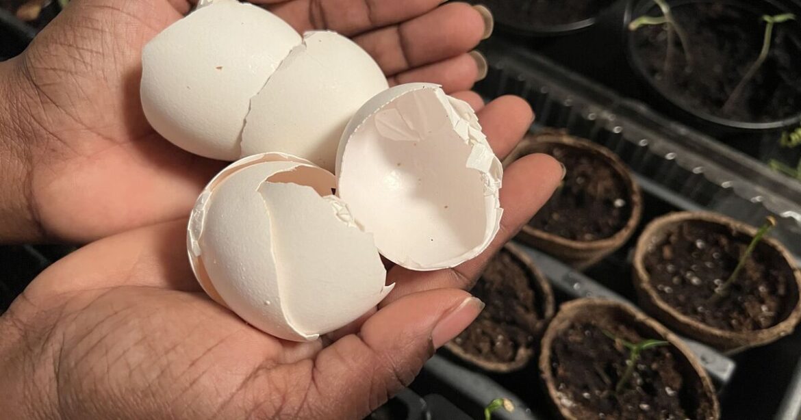 Gardeners urged to sprinkle egg shells in gardens this May Gardeners urged to sprinkle egg shells in gardens this May