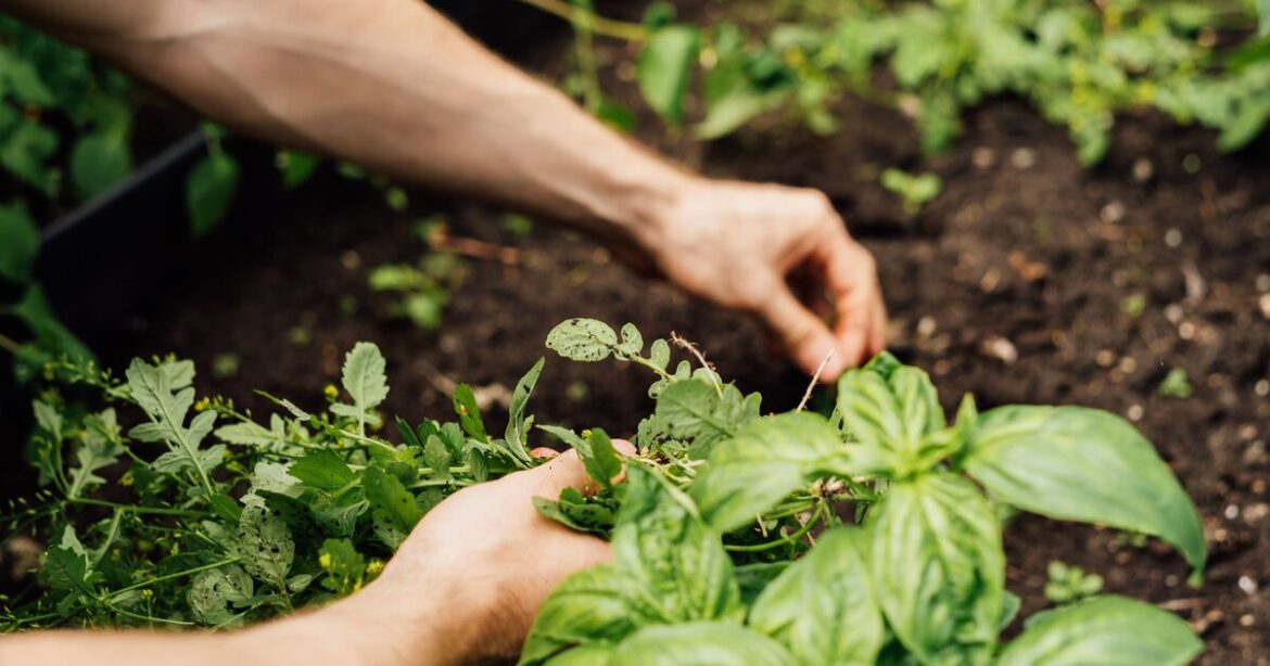Gardeners urged to buy two types of plants from nurseries now