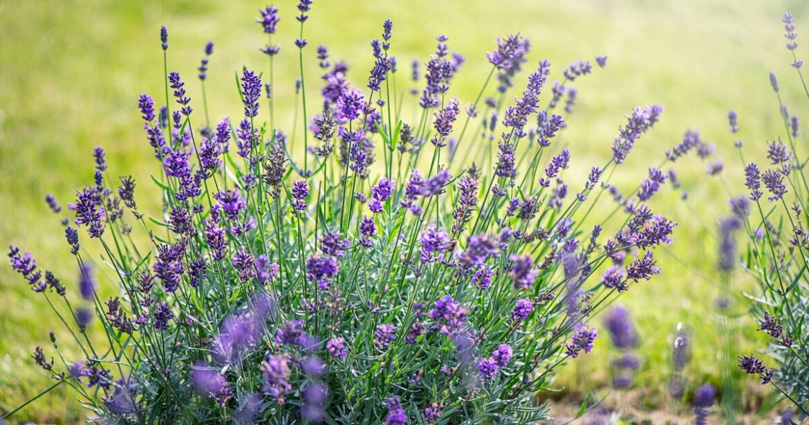 How to stop lavender becoming 'leggy' with 1 take done in May