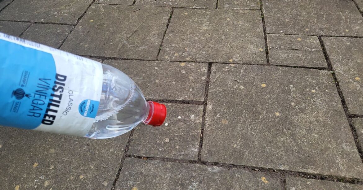 Gardeners urged to pour white vinegar on patios in May Gardeners urged to pour white vinegar on patios in May