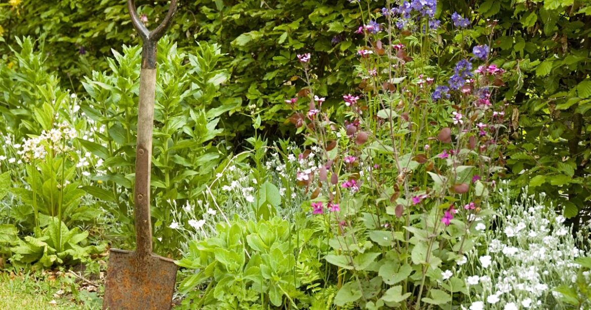 Gardeners urged to leave weeds in garden for all of May | UK | News