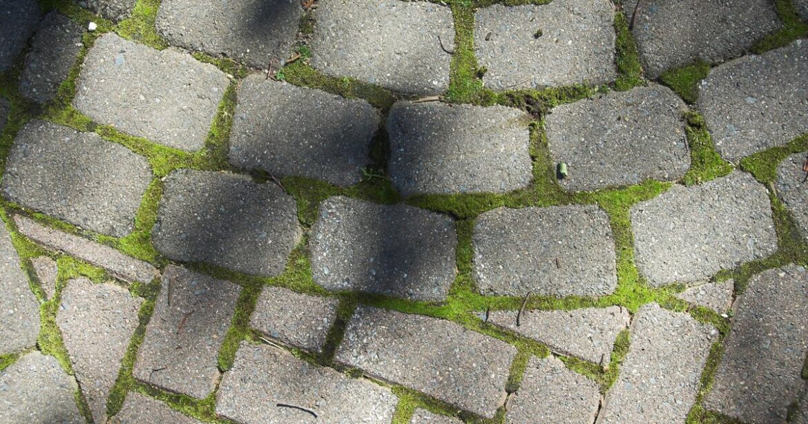 How to remove patio moss using common kitchen item How to remove patio moss using common kitchen item