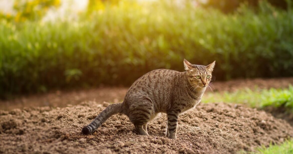 Keep cats out of your garden with four natural methods that help deter them Keep cats out of your garden with four natural methods that help deter them