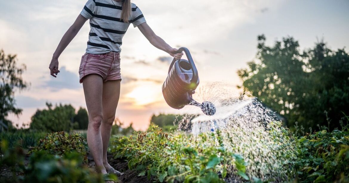 10-minute evening gardening job can boost plant growth overnight 10-minute evening gardening job can boost plant growth overnight