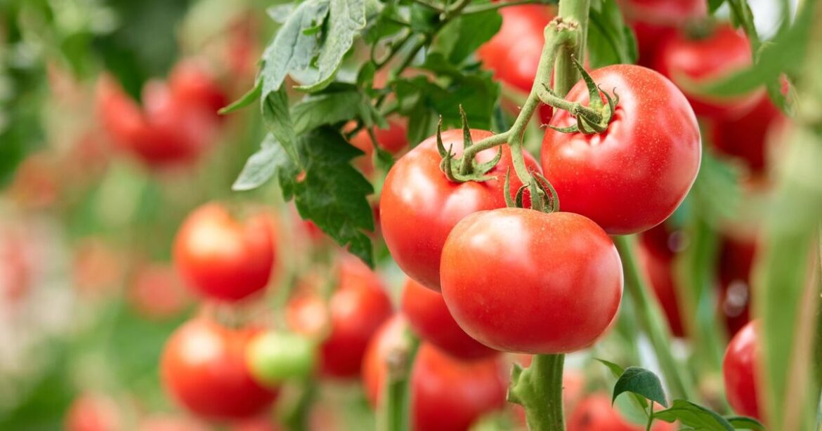 Grow tomatoes faster with 1 simple watering trick gardeners swear by