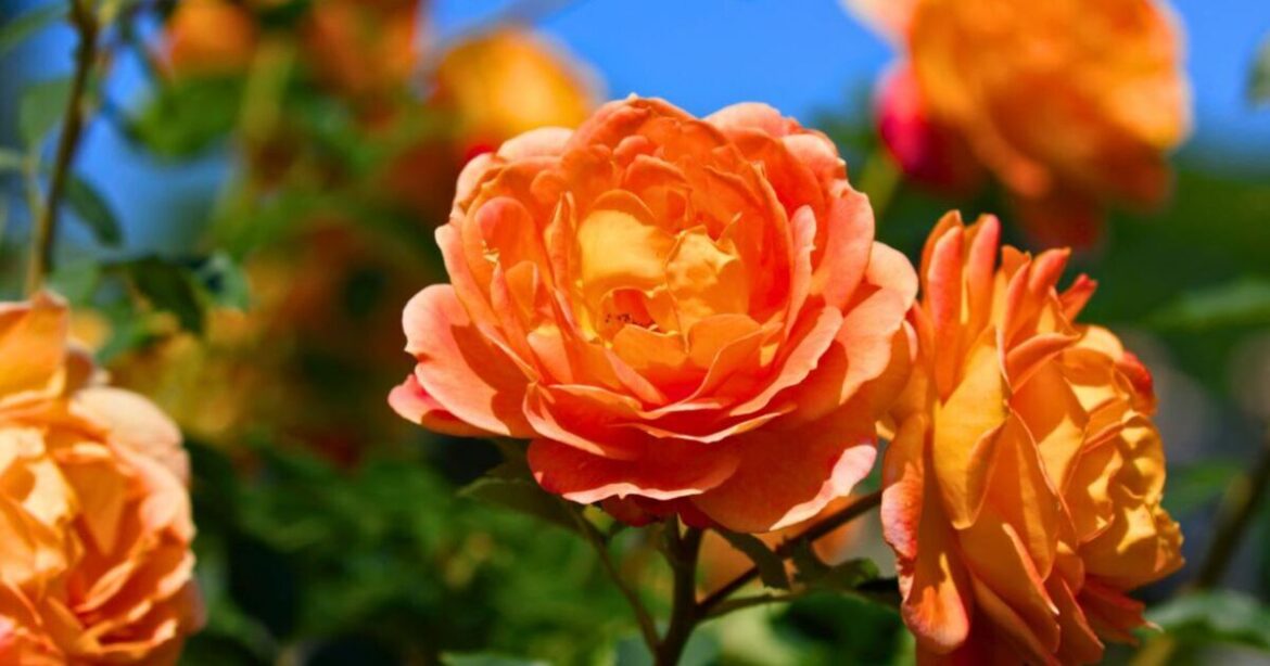 Roses can grow much better flowers if a cheap item is poured on the soil Roses can grow much better flowers if a cheap item is poured on the soil