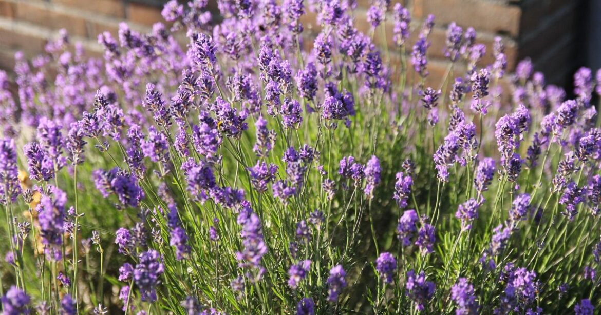 Gardeners with lavender urged to do 1 thing before June
