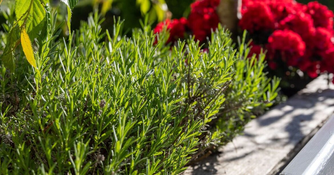 How to grow bigger and better rosemary plants How to grow bigger and better rosemary plants