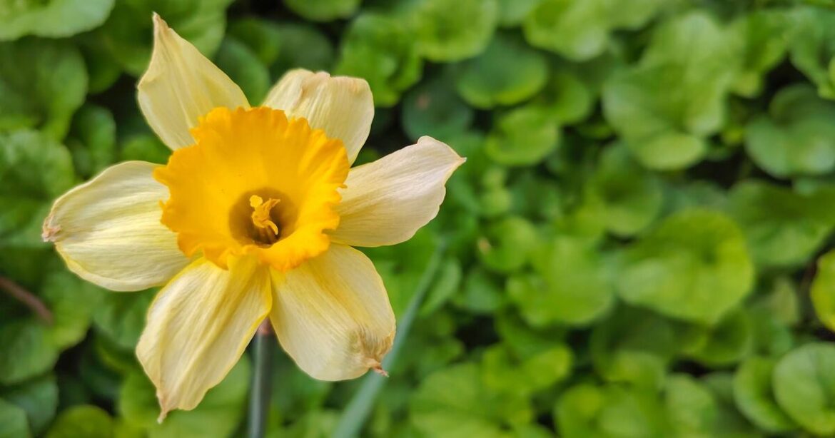 Alan Titchmarsh shares crucial daffodil task to do now to ‘guarantee’ flowers next year