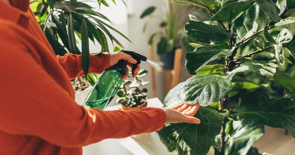 Gardeners urged to sprinkle cinnamon on houseplants in May