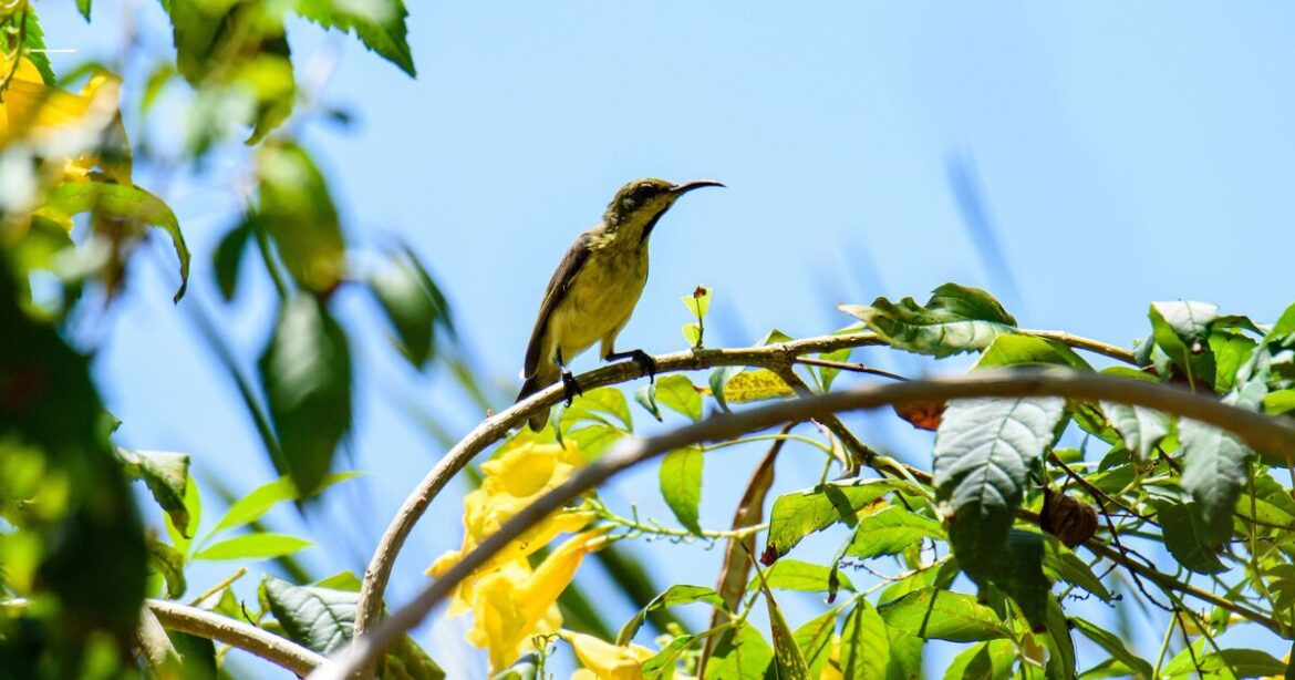 Birds flock to your garden when you add 1 item they desperately need | UK | News Birds flock to your garden when you add 1 item they desperately need | UK | News