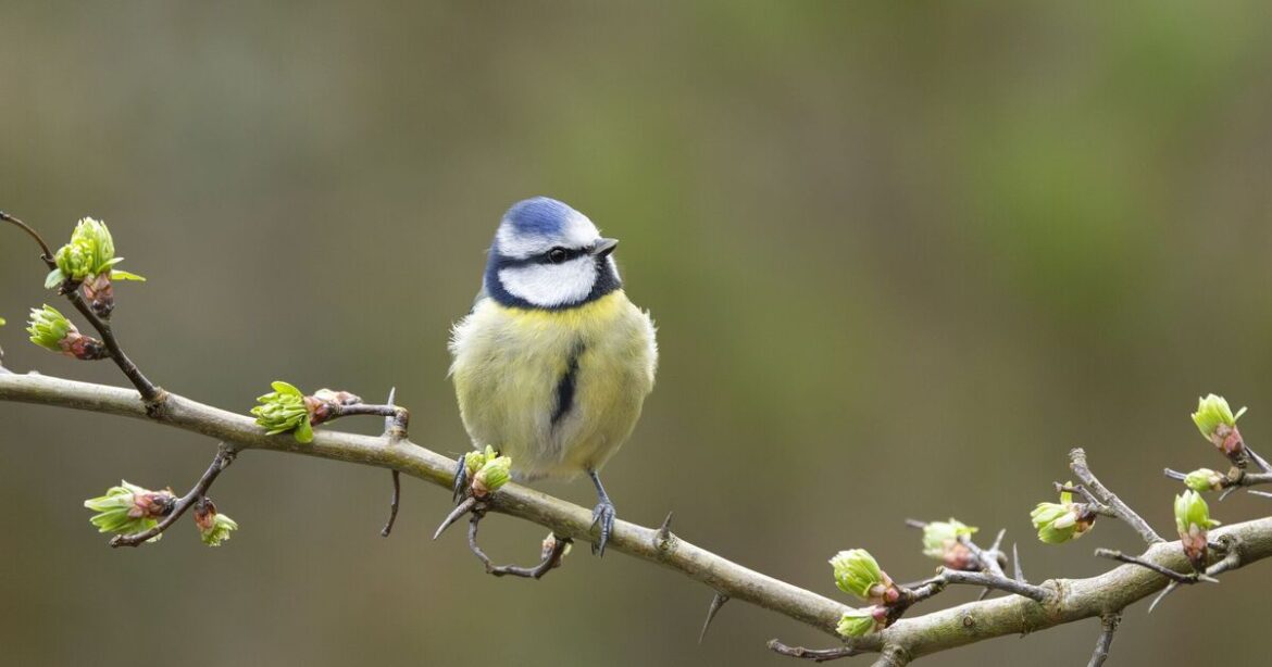 Blue tits flocked to my garden when I made one simple change to my garden Blue tits flocked to my garden when I made one simple change to my garden