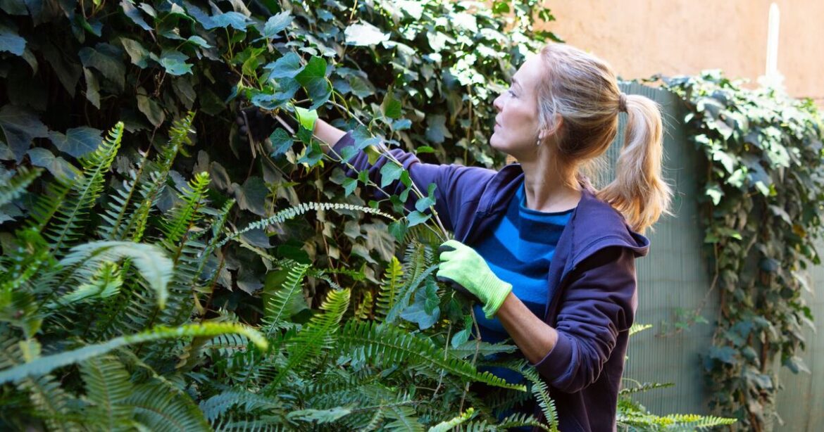 How to remove ivy from your garden naturally for good