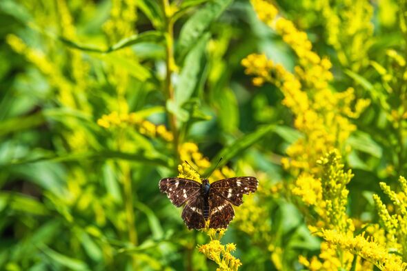 Map butterfly sitting on a yellow goldenrod flower on a sunny meadow Map butterfly sitting on a yellow goldenrod flower on a sunny meadow