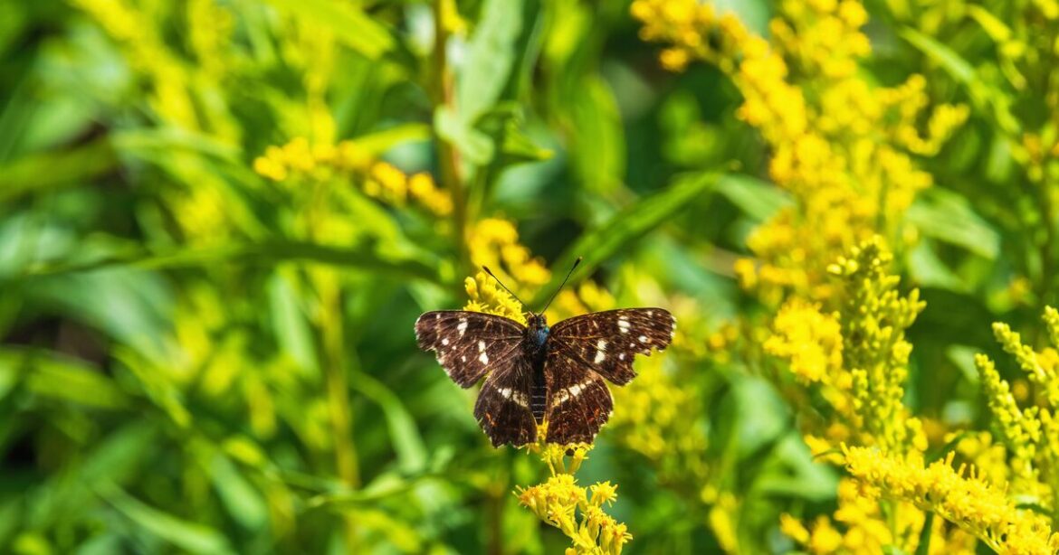 Three plants ‘will attract bees and butterflies to your garden’ Three plants 'will attract bees and butterflies to your garden'