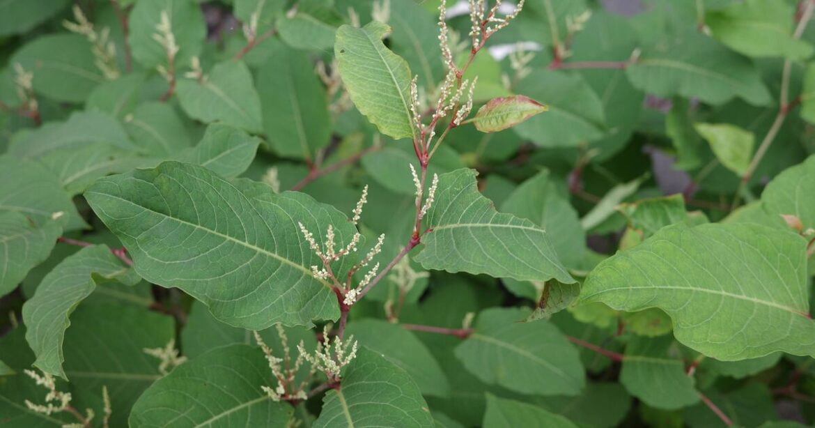 Garden plant from Victorian era 'enormous damage' alert in UK