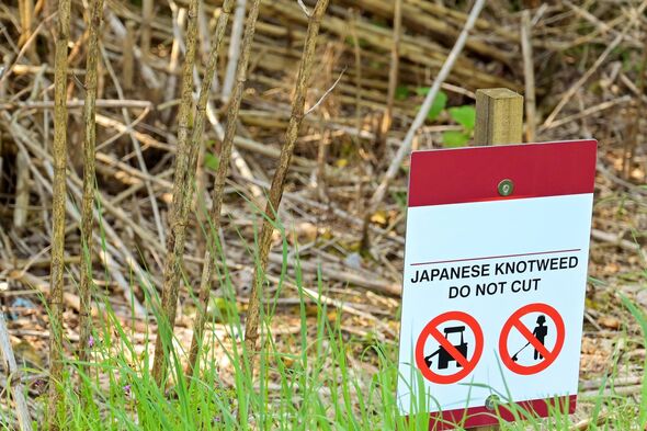 Warning sign on a site of Japanese Knotweed to prevent the dead shoots being cut. No people.