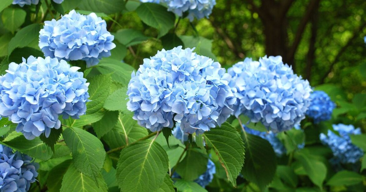 Gardeners urged to do hydrangea check now to 'maintain the bright blueness'