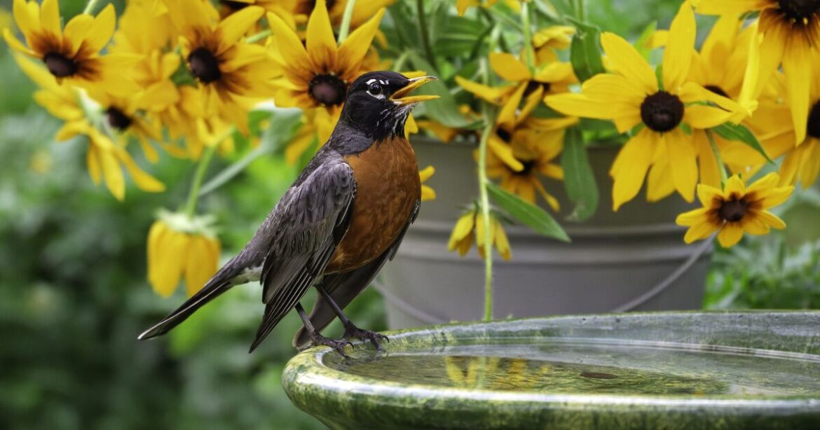 Gardeners with a birdbath urged to place simple object in it before summer Gardeners with a birdbath urged to place simple object in it before summer