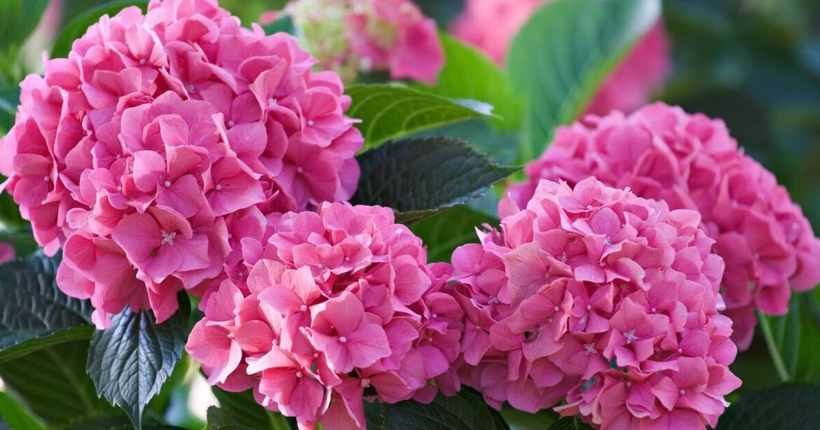 How to help hydrangeas thrive this summer with 3 key tasks