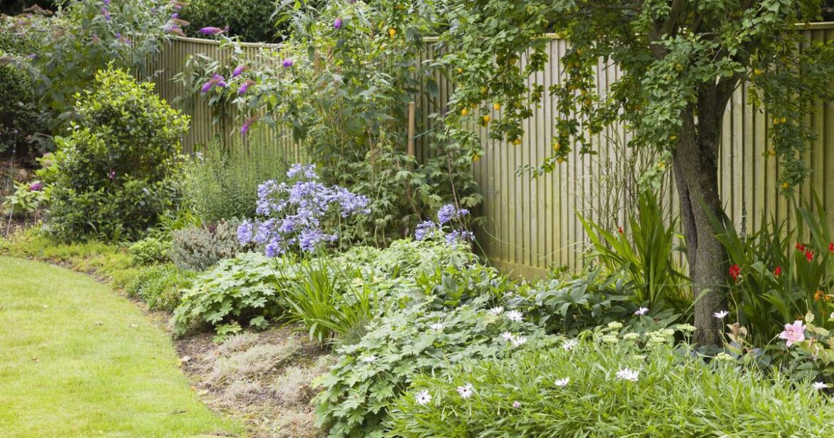 Gardeners with north-facing gardens told spending £30 ‘makes huge difference’ Gardeners with north-facing gardens told spending £30 'makes huge difference'