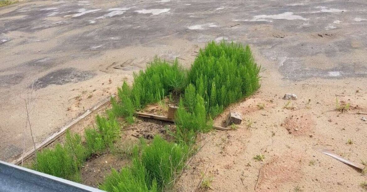 Removing ‘most frustrating’ weed is almost impossible if you make common mistake Removing 'most frustrating' weed is almost impossible if you make common mistake