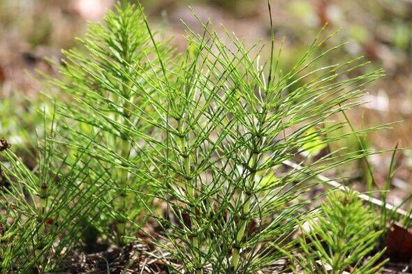 Image of invasive field horsetail weed in garden Image of invasive field horsetail weed in garden