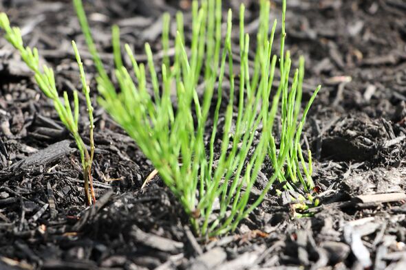 field horsetail sprouting field horsetail sprouting