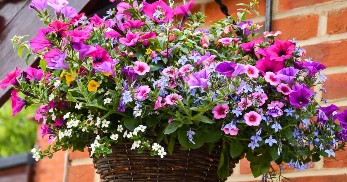 The one gardening experiment that can seriously boost your home’s kerb appeal The one gardening experiment that can seriously boost your home's kerb appeal
