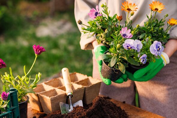 gardener plants flowers in the garden gardener plants flowers in the garden