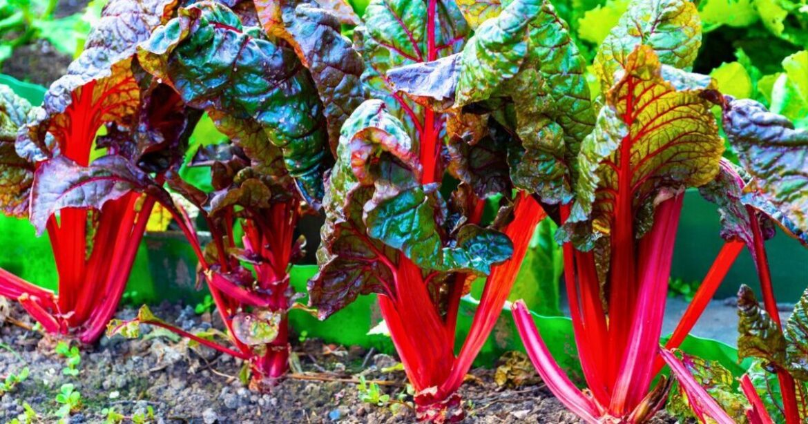 Rhubarb will grow thicker stalks if you avoid a common gardening mistake in May Rhubarb will grow thicker stalks if you avoid a common gardening mistake in May