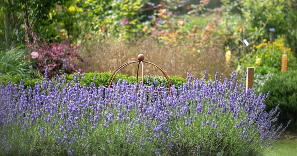 5 plants that’ll flourish in gardens even if you forget to water them 5 plants that'll flourish in gardens even if you forget to water them