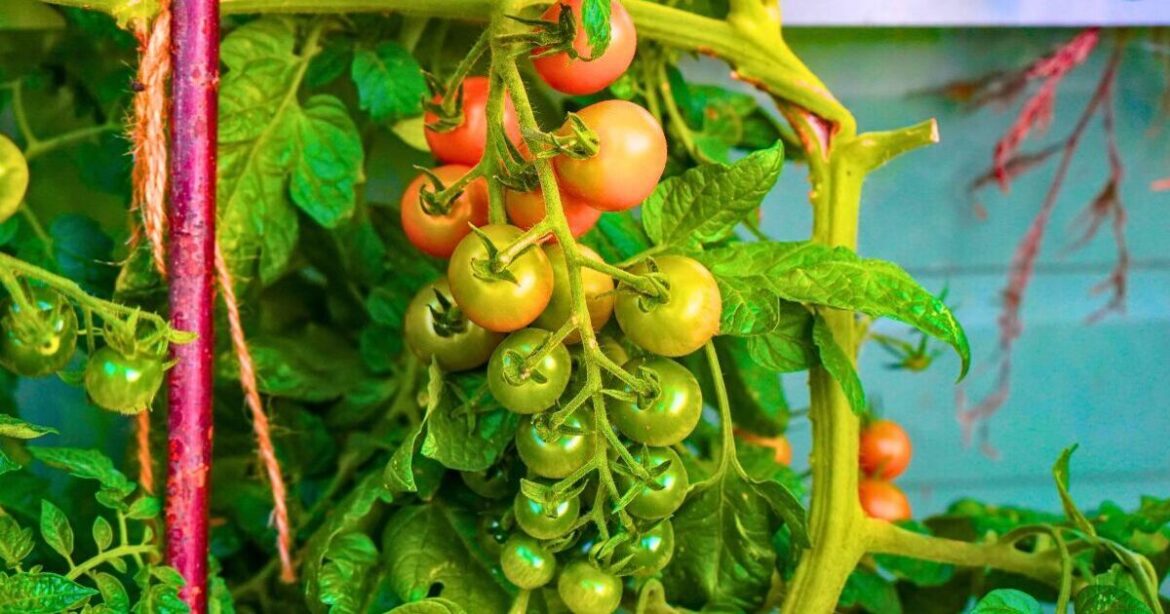 Tomatoes will stay healthy in summer if you scatter a natural item on the soil