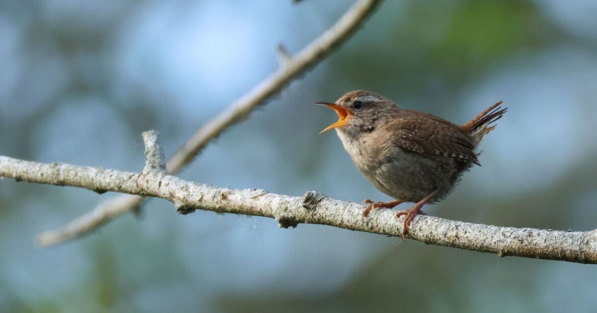 Wrens will flock to your garden with easy change to plants that takes no time at all