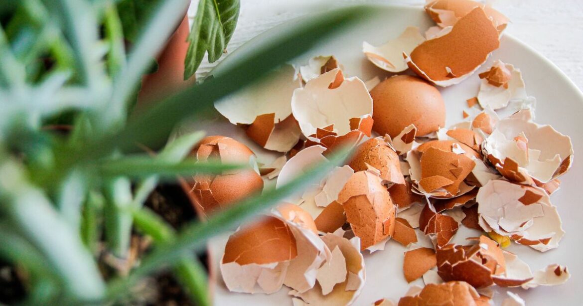 Gardeners urged to bury eggs in garden in May Gardeners urged to bury eggs in garden in May