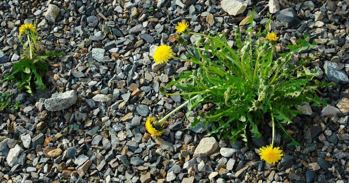 I asked experts how to stop weeds in gravel paths — easy method I asked experts how to stop weeds in gravel paths — easy method