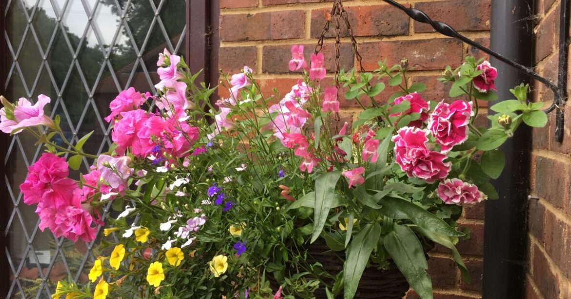 Hanging baskets will thrive all summer long when watered at one time of day Hanging baskets will thrive all summer long when watered at one time of day
