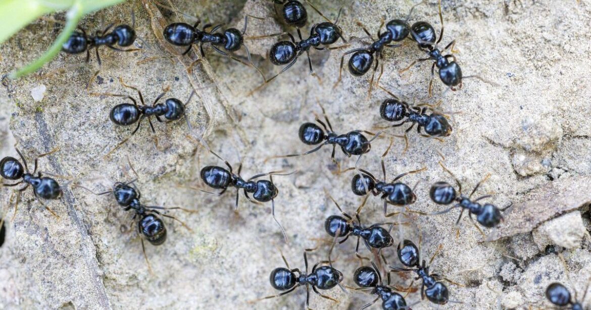 Sprinkle 85p spice over lawn and ants will ‘vanish in hours’
