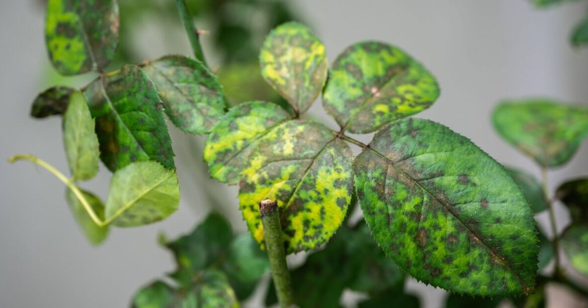 How to get rid of rose black spot using 1 kitchen item