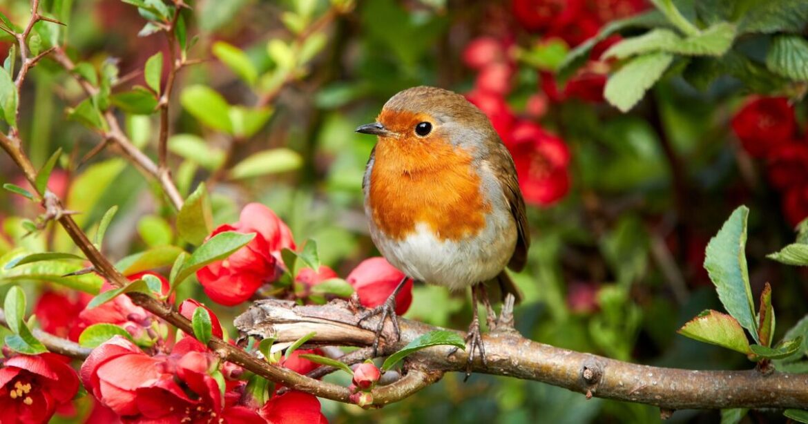 How to attract birds to your garden naturally How to attract birds to your garden naturally