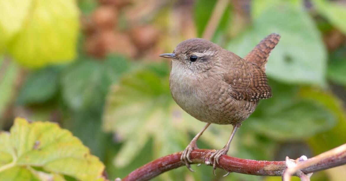 How to attract wrens to gardens this spring How to attract wrens to gardens this spring