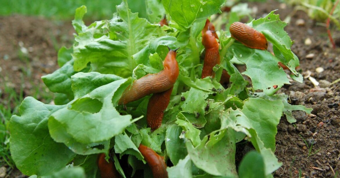 Deter slugs naturally with simple item that ‘acts as a barrier’ Deter slugs naturally with simple item that 'acts as a barrier'