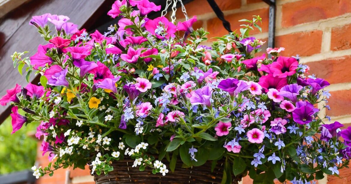 Hanging baskets will bloom more colourful flowers if watered fortnightly with 1 item Hanging baskets will bloom more colourful flowers if watered fortnightly with 1 item