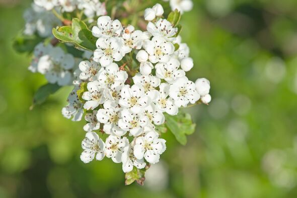 Hawthorn