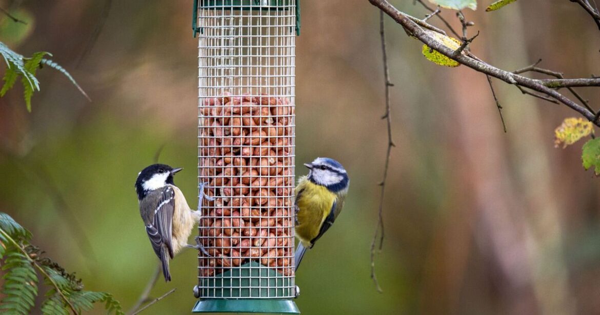 Disease spreads across UK as RSPB issues 'ban' to gardeners