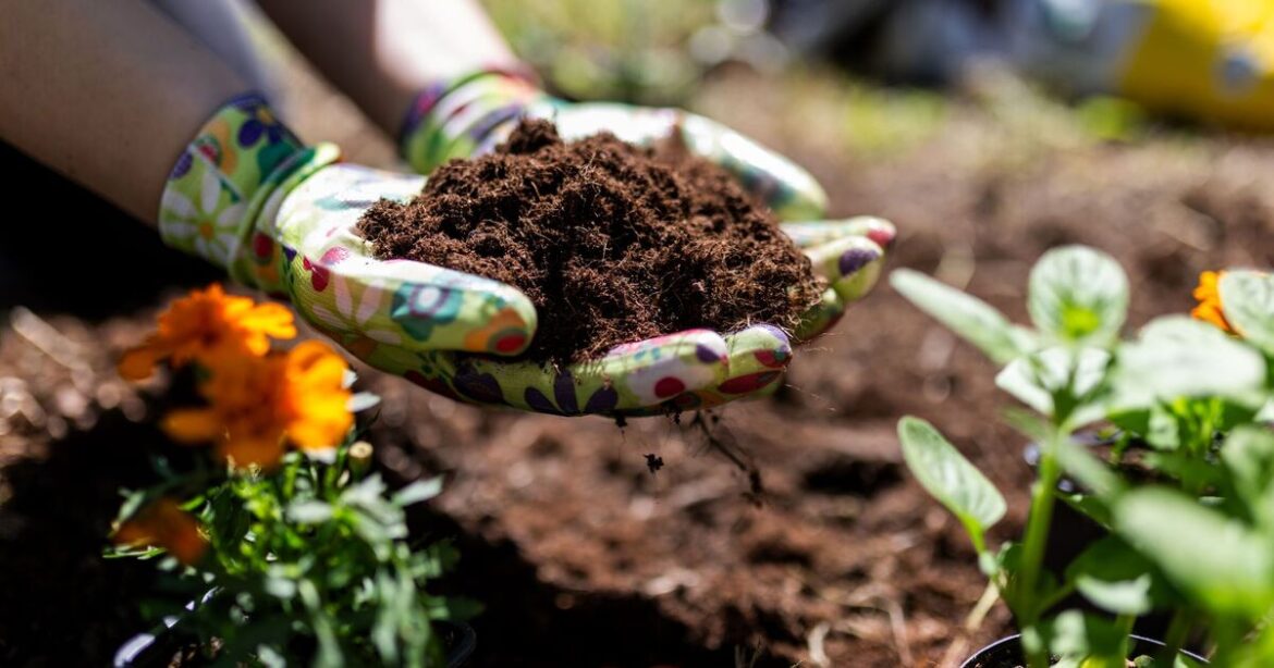 Gardeners urged to do 1 thing to their flower beds and pots in May Gardeners urged to do 1 thing to their flower beds and pots in May