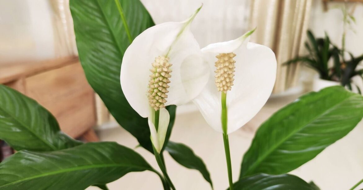 Peace lilies thrive when you add 1 kitchen scrap to the soil