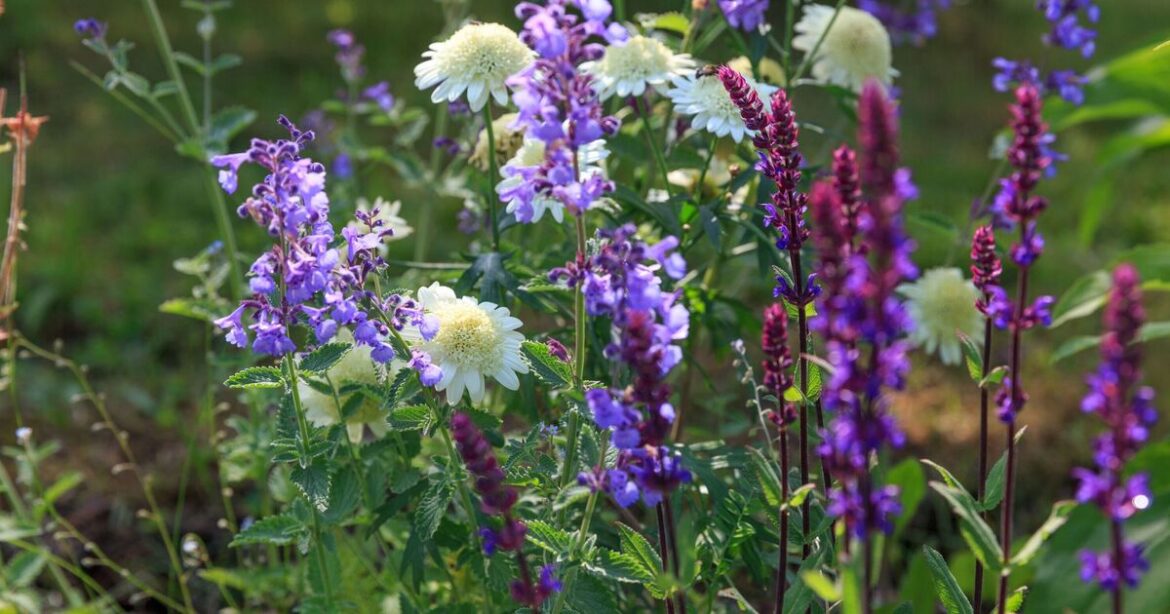 6 ‘beautiful’ and ‘low-maintenance’ flowers to add to your garden now 6 'beautiful' and 'low-maintenance' flowers to add to your garden now