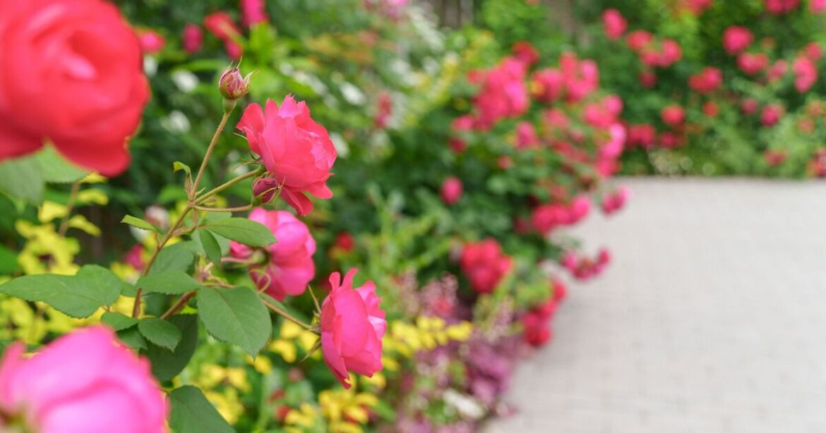 Plants will thrive if you sow 1 natural feed in your garden this May