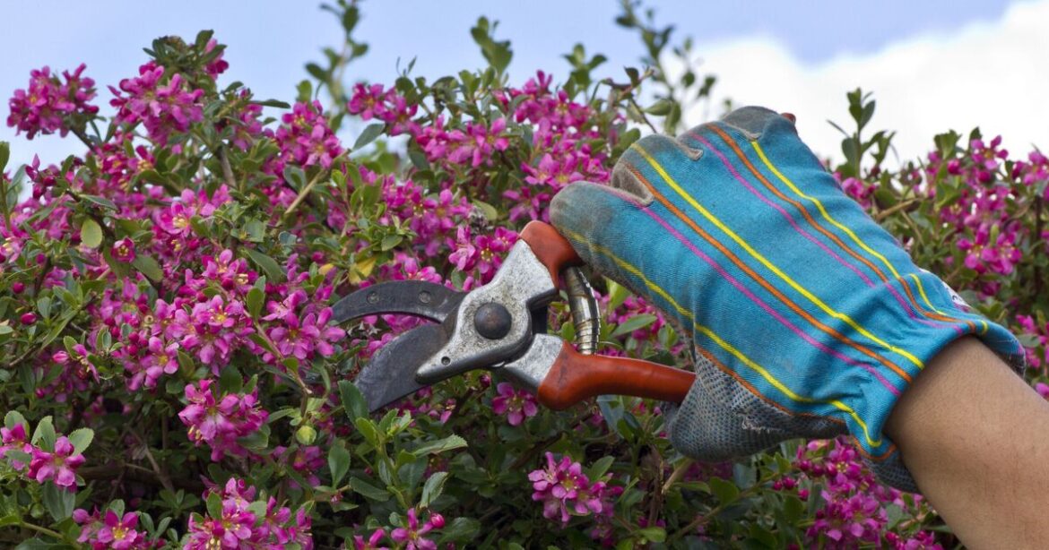 Gardening expert shares plants to prune in May for better flowers in summer